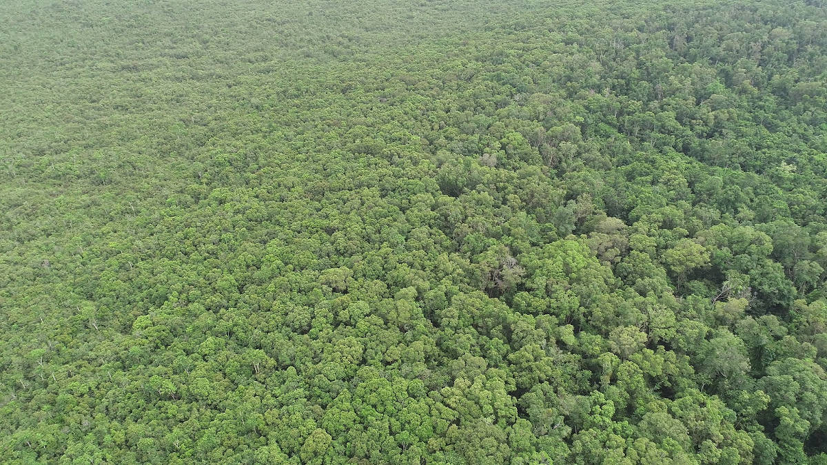 Caimpugan Peatlands